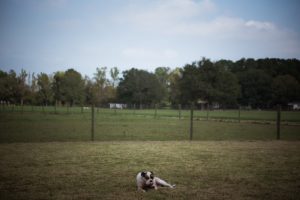 "Rustic country wedding at Melton Farm SC"